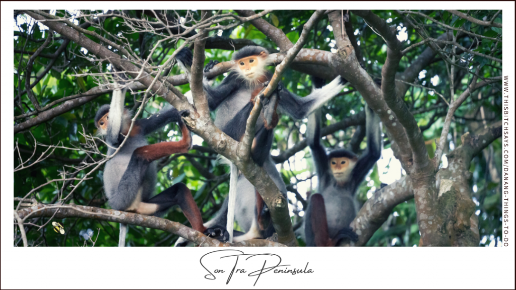 See cute monkeys in the Son Tra Peninsula in Da Nang