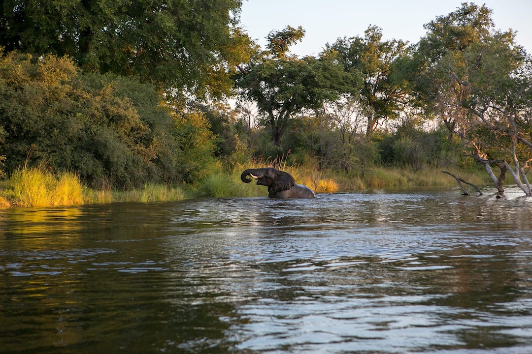 An elephant bathing in the Zambezi River