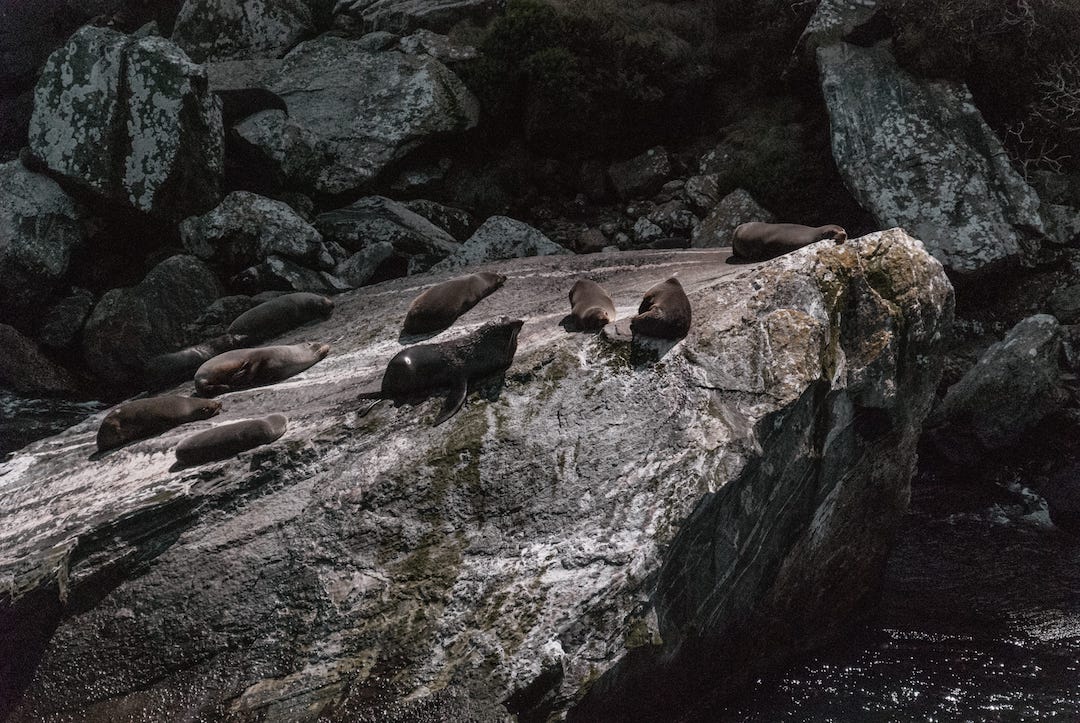 A bunch of seals on a rock in Milford Sound, New Zealand