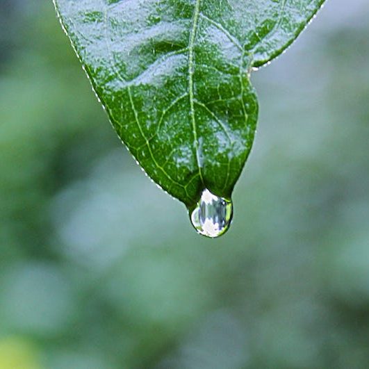 A single drop of water dripping off a leaf